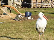 storch